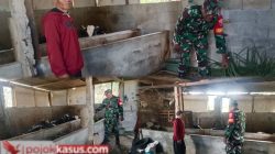 Berikan Motivasi, Babinsa Ajak Peternak Sapi Perah Perhatikan Pakan dan Kesehatan Ternak