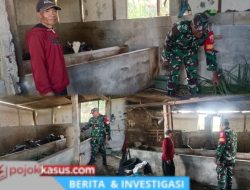 Berikan Motivasi, Babinsa Ajak Peternak Sapi Perah Perhatikan Pakan dan Kesehatan Ternak