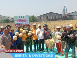 Ketua DPRD Kab. Pasuruan Tinjau Panen Raya Melon Desa Winong