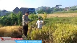 Bhabinkamtibmas Polsek Prigen Bersama Petani Rawat Lahan Padi Dukung Ketahanan Pangan Nasional