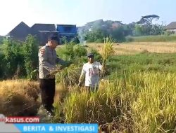 Bhabinkamtibmas Polsek Prigen Bersama Petani Rawat Lahan Padi Dukung Ketahanan Pangan Nasional