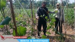 Gugus Tugas Ketahanan Pangan Polsek Rembang Pantau Lahan Gambas Milik Petani Binaan