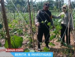 Gugus Tugas Ketahanan Pangan Polsek Rembang Pantau Lahan Gambas Milik Petani Binaan