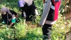Bhabinkamtibmas Polsek Pasrepan Pantau Tanaman Jagung, Dukung Asta Cita Ketahanan Pangan Nasional