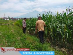 Bhabinkamtibmas Sukorejo Dampingi Petani Pantau Pertumbuhan Jagung