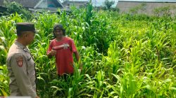 Bukan Sekadar Patroli, Polisi di Tutur Kini Aktif Dampingi Petani Jagung