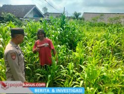 Bukan Sekadar Patroli, Polisi di Tutur Kini Aktif Dampingi Petani Jagung