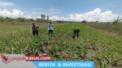 Bukan Sekadar Patroli, Polisi di Bangil Aktif Dampingi Petani Jagung Menuju Panen Maksimal