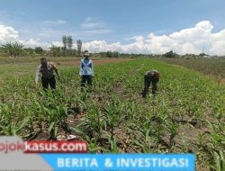 Bukan Sekadar Patroli, Polisi di Bangil Aktif Dampingi Petani Jagung Menuju Panen Maksimal