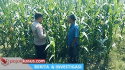 Bhabinkamtibmas Polsek Nongkojajar Perkuat Ketahanan Pangan Lewat Pendampingan Tanaman Jagung di Desa Pungging