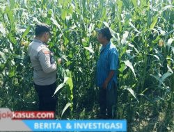 Bhabinkamtibmas Polsek Nongkojajar Perkuat Ketahanan Pangan Lewat Pendampingan Tanaman Jagung di Desa Pungging