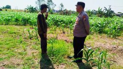 Bhabinkamtibmas Polsek Sukorejo Dorong Pemanfaatan Lahan Produktif untuk Dukung Ketahanan Pangan Nasional