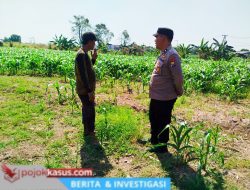 Bhabinkamtibmas Polsek Sukorejo Dorong Pemanfaatan Lahan Produktif untuk Dukung Ketahanan Pangan Nasional