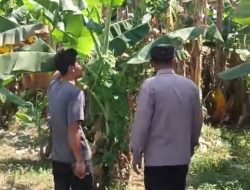 Bhabinkamtibmas Polsek Rembang Pantau Lahan Pisang Cavendish Dukung Program Ketahanan Pangan Nasional