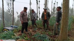 Polsek Tosari Dampingi Petani Bawang, Wujudkan Ketahanan Pangan di Lereng Bromo