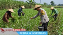 Bhabinkamtibmas Polsek Pasrepan Ikut Awasi Perkembangan Tanaman Jagung Warga