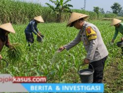 Bhabinkamtibmas Polsek Pasrepan Ikut Awasi Perkembangan Tanaman Jagung Warga