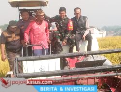 Panen Melimpah Kepulungan Perkuat Kemitraan Petani Bersama PT SBE