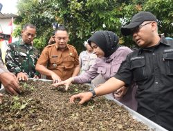 UMKM herbal kumis kucing
