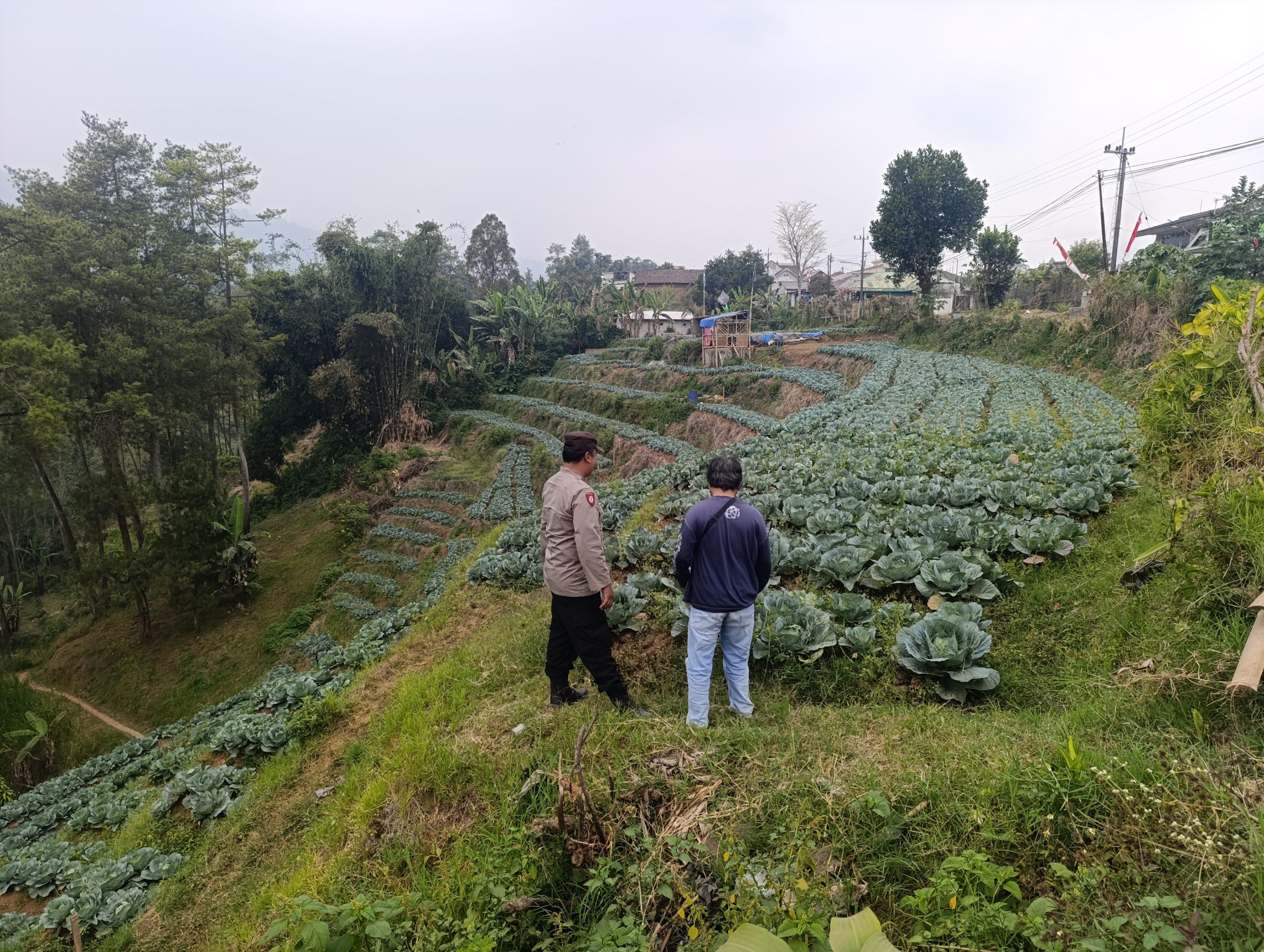 Hasil Bumi Turun Ke Warga,