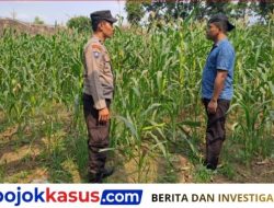 Polisi Dampingi Petani Jagung di Pasrepan