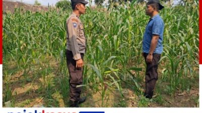 Polisi Dampingi Petani Jagung di Pasrepan