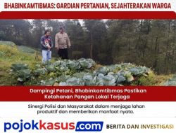 Hasil Bumi Turun Ke Warga, AIPTU Rama Adhitama Dampingi Petani Kubis