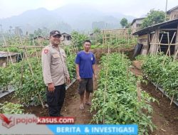 Bhabinkamtibmas Polsek Nongkojajar Dampingi Warga Pantau Tanaman Tomat Dukung Program Ketahanan Pangan Nasional