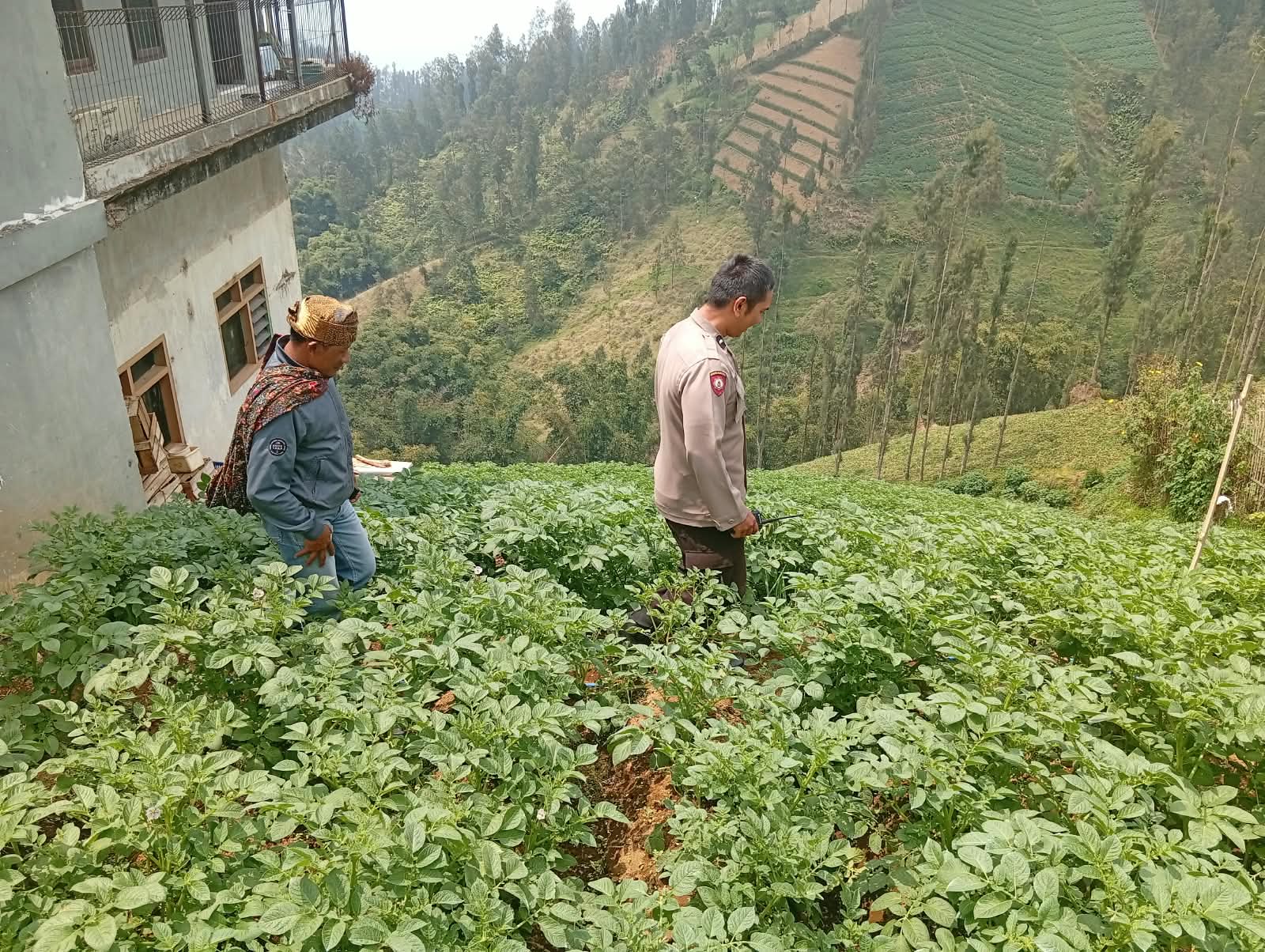 Bhabinkamtibmas Tosari, ketahanan pangan, tanaman kentang
