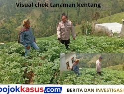 Bhabinkamtibmas Tosari Rutin Cek Tanaman Kentang, Dukung Ketahanan Pangan Warga