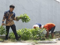 panen kangkung