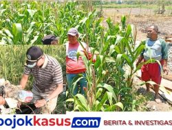 BHABINKAMTIBMAS POLSEK SUKOREJO GERAKKAN WARGA MANFAATKAN LAHAN, DUKUNG KETAHANAN PANGAN ASTA CITA PRESIDEN