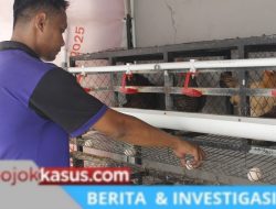 Lapas Sidoarjo Panen Telur Setiap Hari, Warga Binaan Dibekali Keterampilan